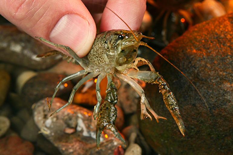 How to Set A Crawfish Traps In Creeks: My First Catch Of 2022 On