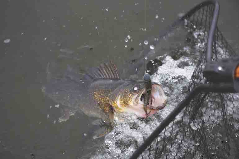 WALLEYE COMBINATION W/CREST