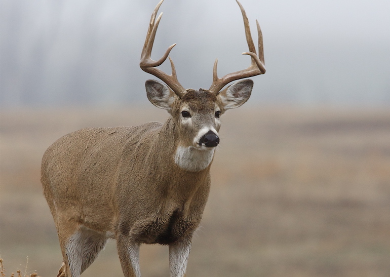 How to Comment on Proposed Deer-Urine Ban in PA