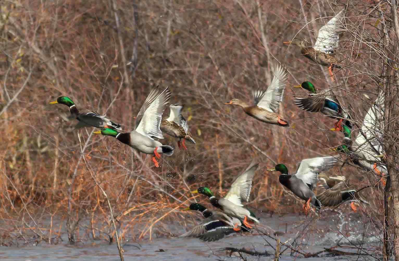 Waterfowl Population Survey Grounded By COVID-19