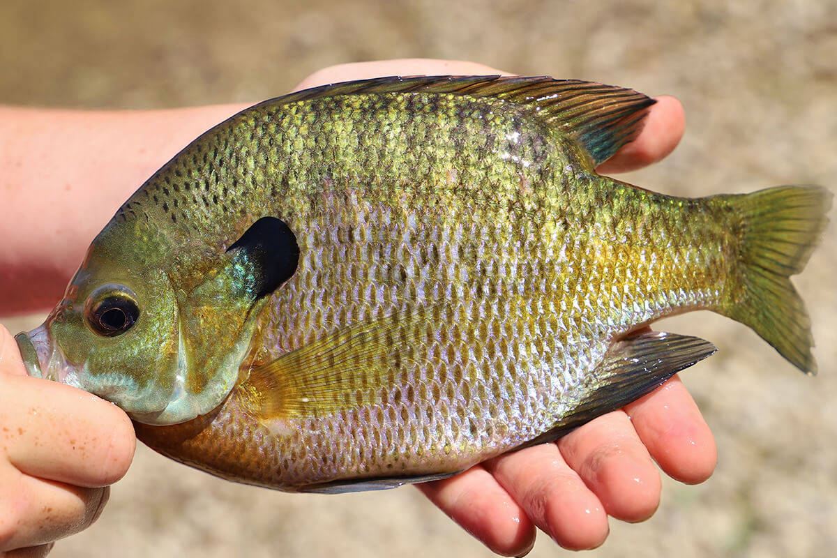 Panfish: How to catch, prepare, and cook