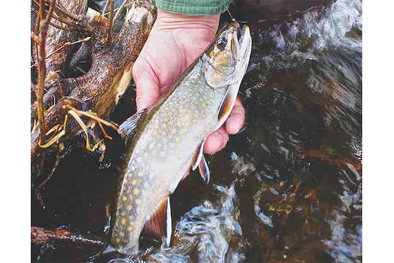 Troutlook Trout Pose trota Star-Inline Trout Pose with fixing rubbers 