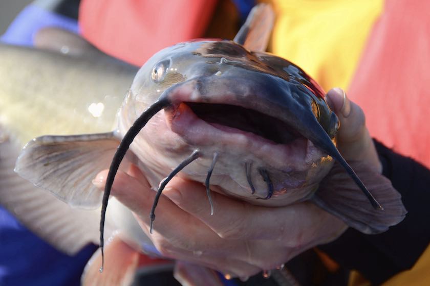 Kayaks and catfish: here are some tips - Carolina Sportsman