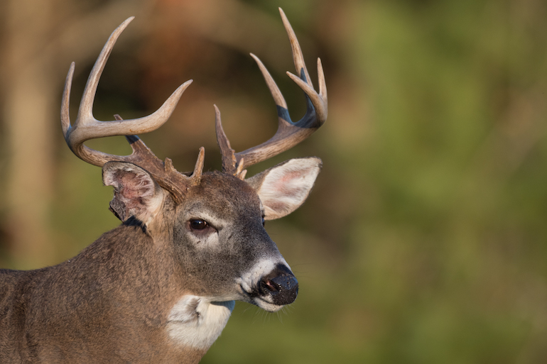 10 Expert Deer Hunting Preparation Tips for Opening Day