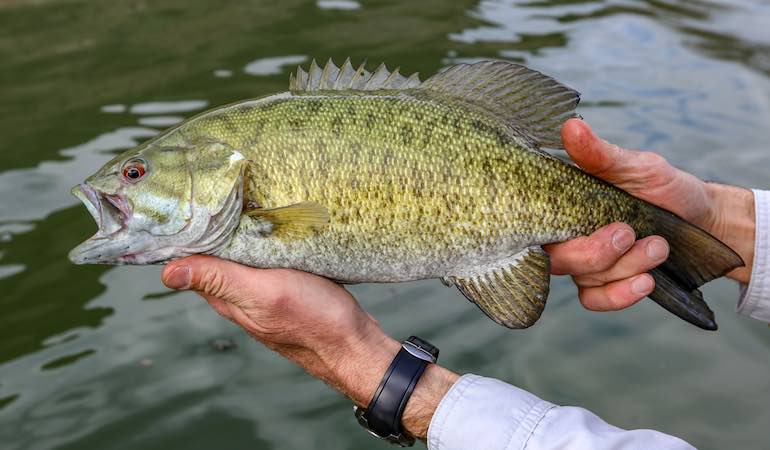 The 1-2 Punch for Smallmouth Bass
