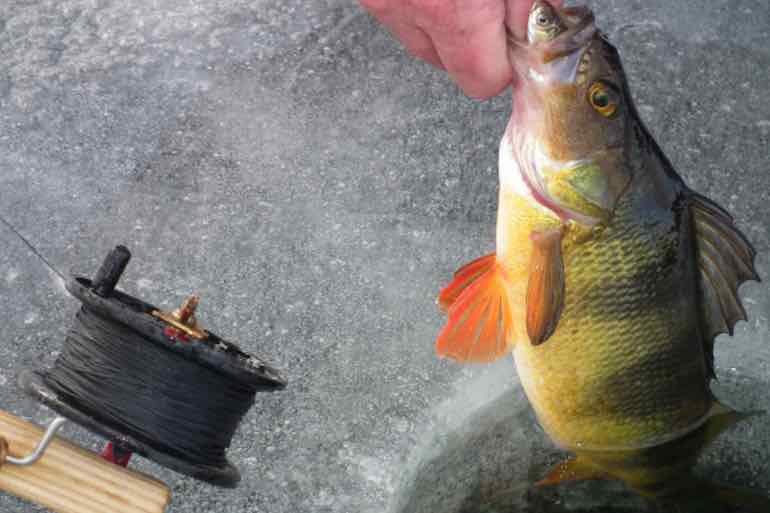 Fishing Ice Perch - In-Fisherman