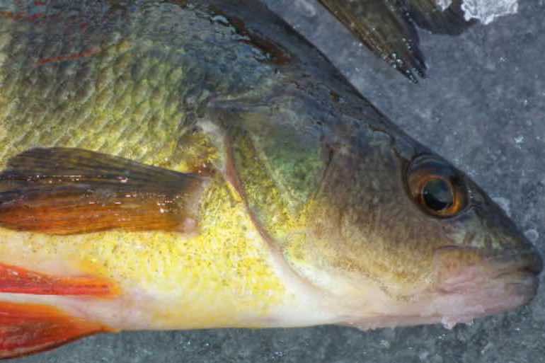 Perch Fish Printing Replica - Lake