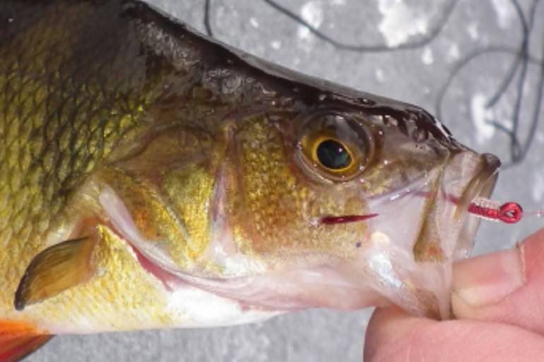 5 Baits for Winter Yellow Perch and How to Fish Them - Game & Fish