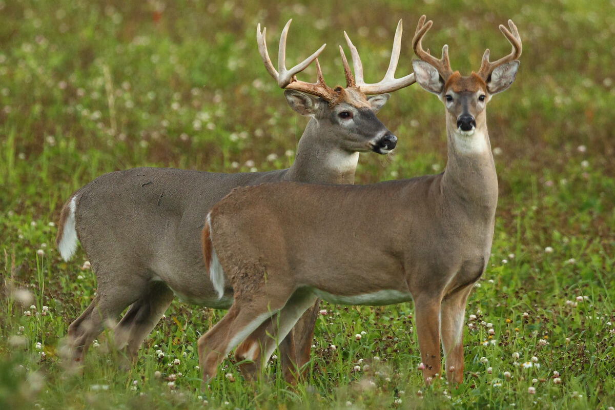 You Stink! And Four Other Ways to Ruin Your Favorite Deer Hunting Spot