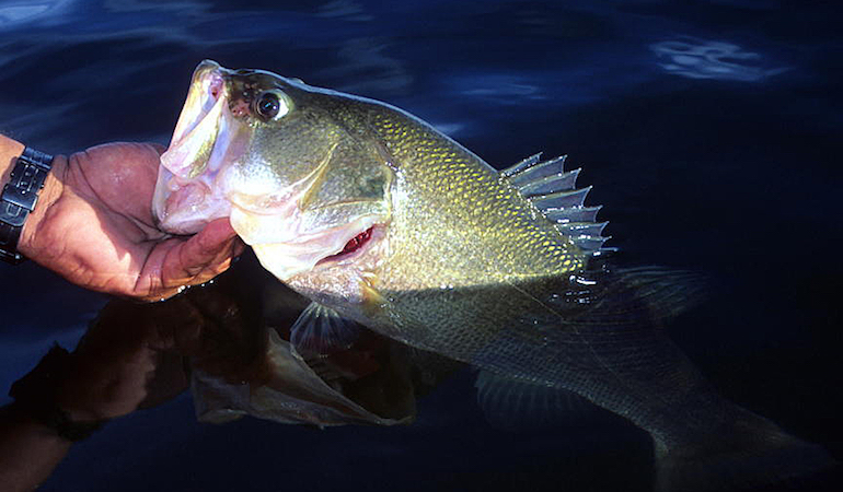 8 Ways to Work Lures for More Fall Bass