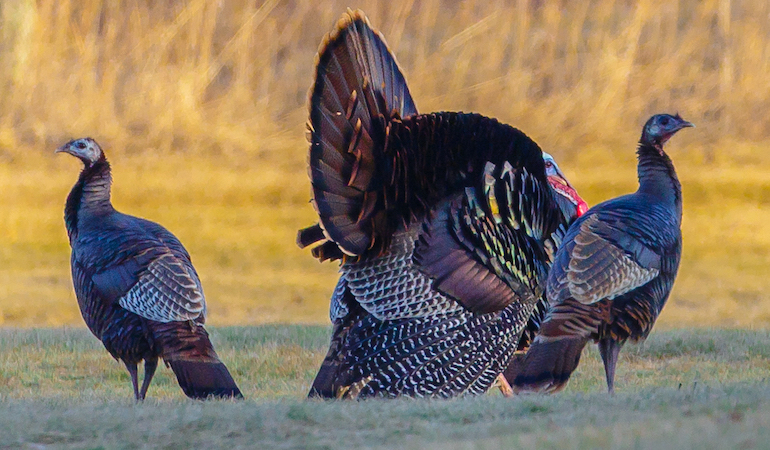Alabama Turkey Hunting Outlook 2019