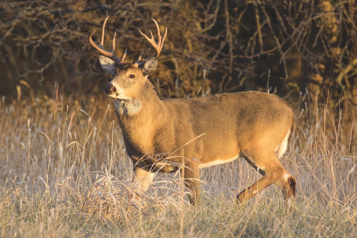 Deer Hunting: It's Better With Age in Kansas
