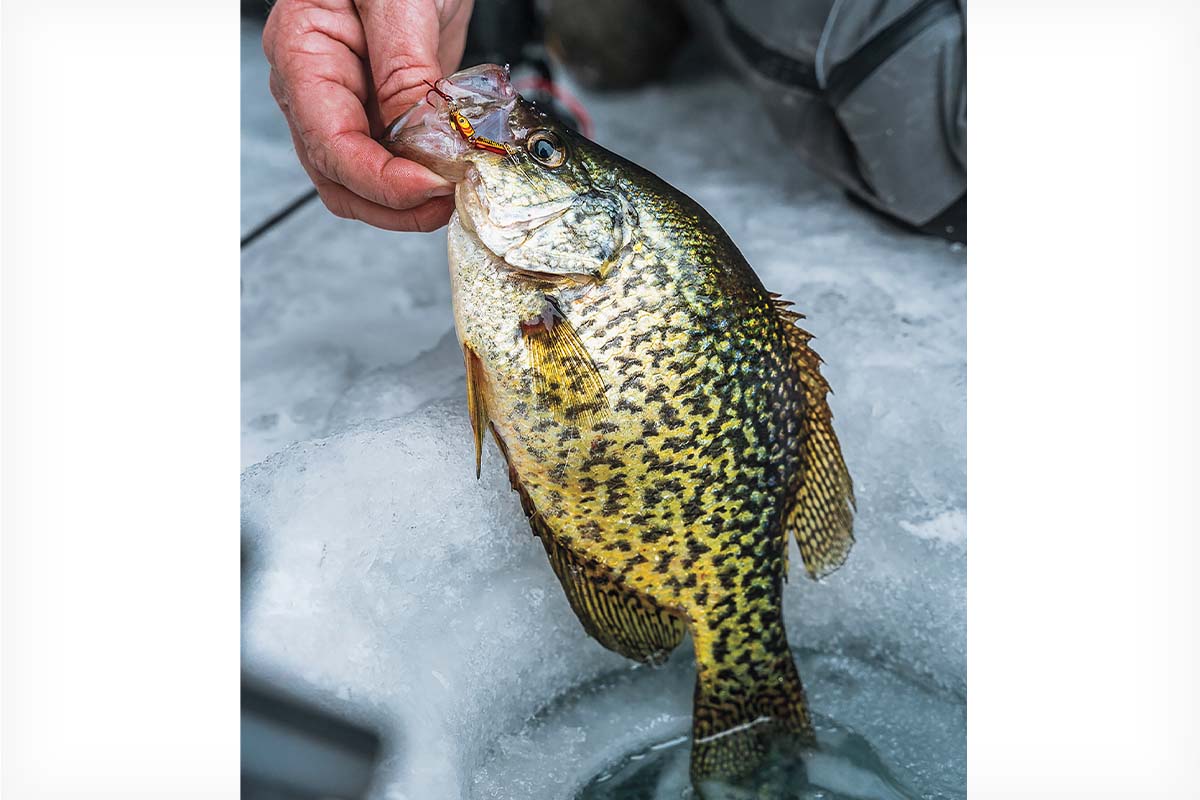 Ice Fishing for Crappie on Mississippi River Backwaters - Game & Fish