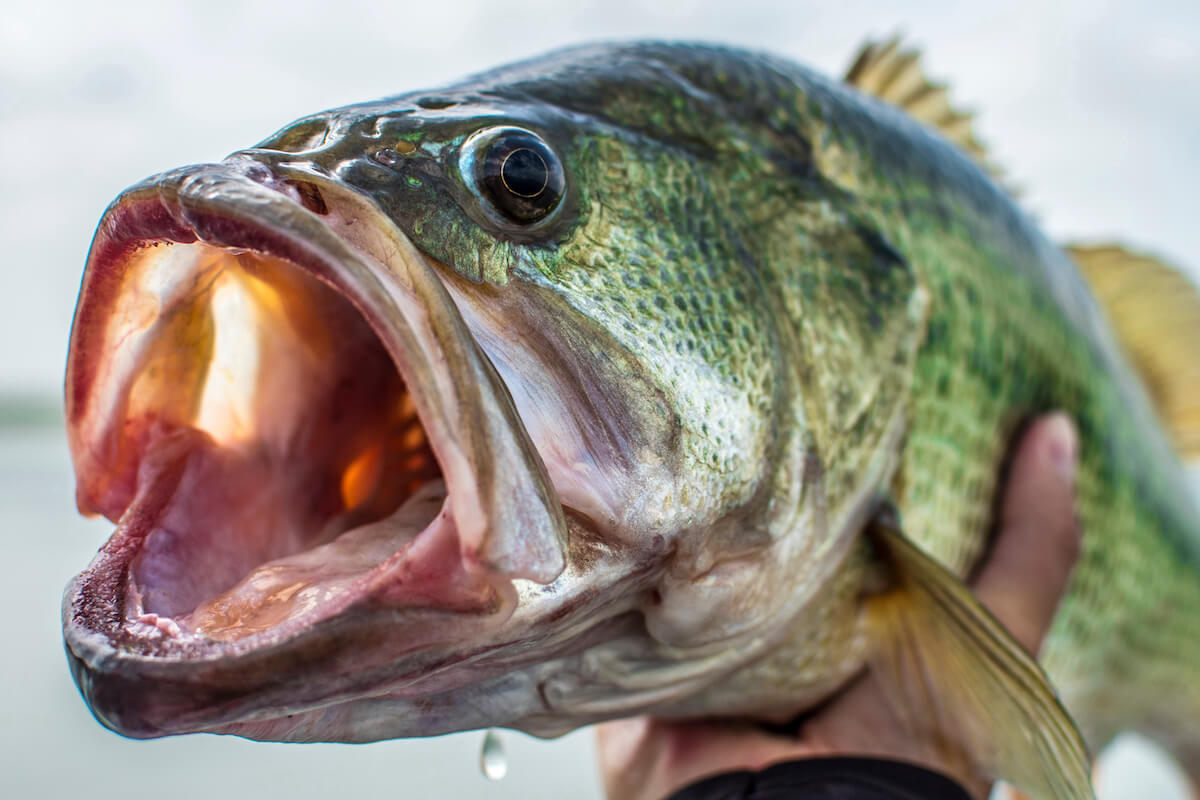 5 Troubleshooting Solutions When Spring Bass Get Lockjaw