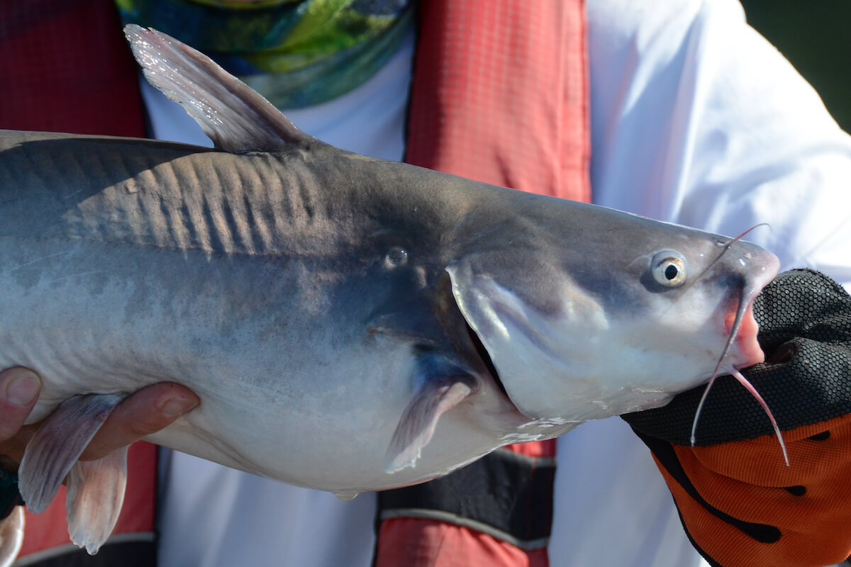 How, Where to Catch Big, Bad Blue Catfish - Game & Fish