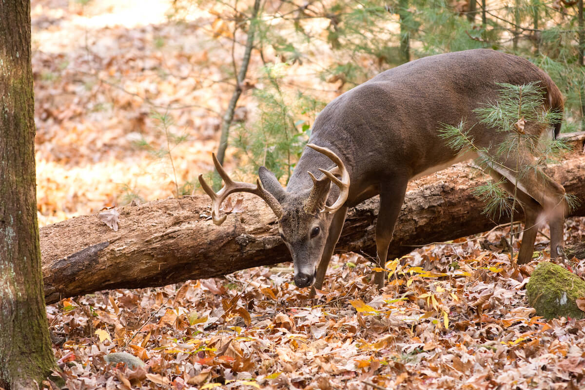 Bowhunting: It's Not an 'October Lull;' It's a Transition