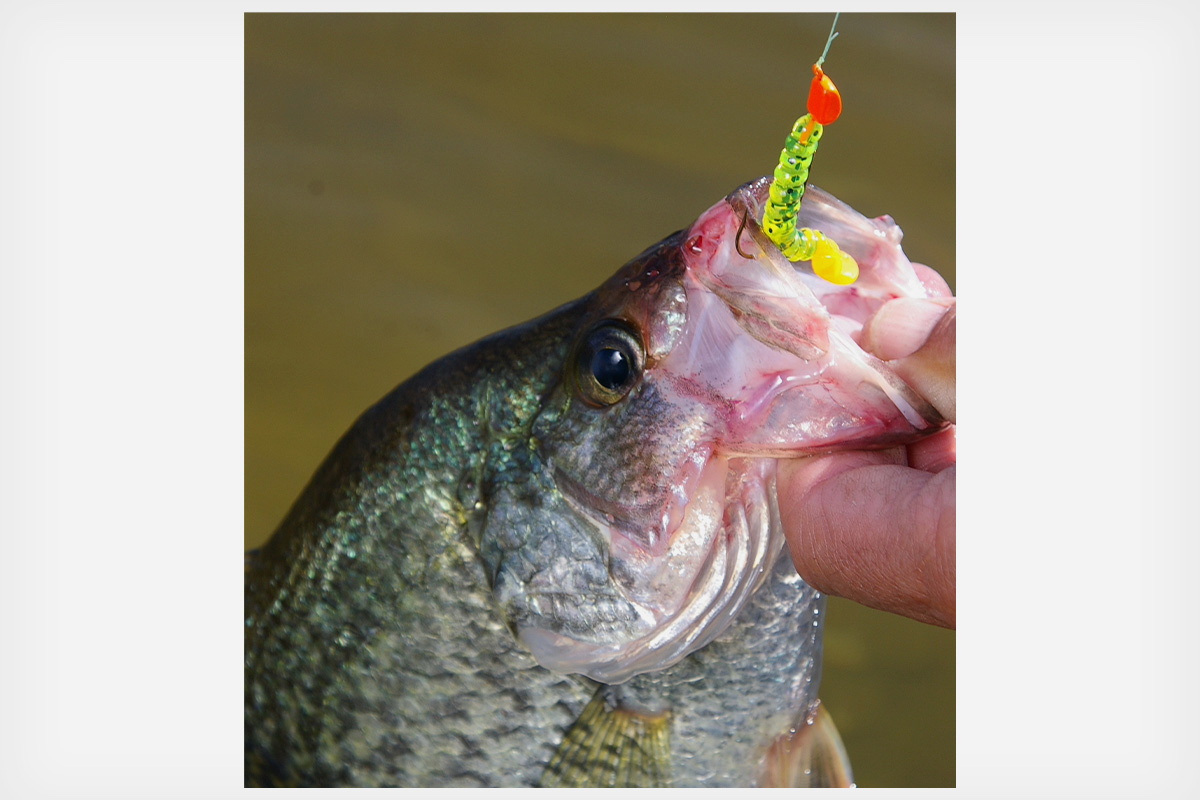 Brush Up Your Crappie Fishing in Dense Cover - Game & Fish