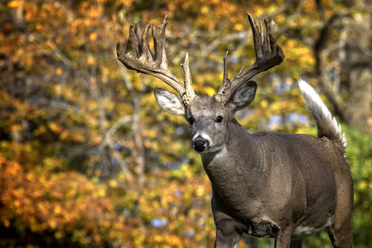 Why Buck Tarsal Is The Deadliest Scent In The Deer Woods | atelier-yuwa ...