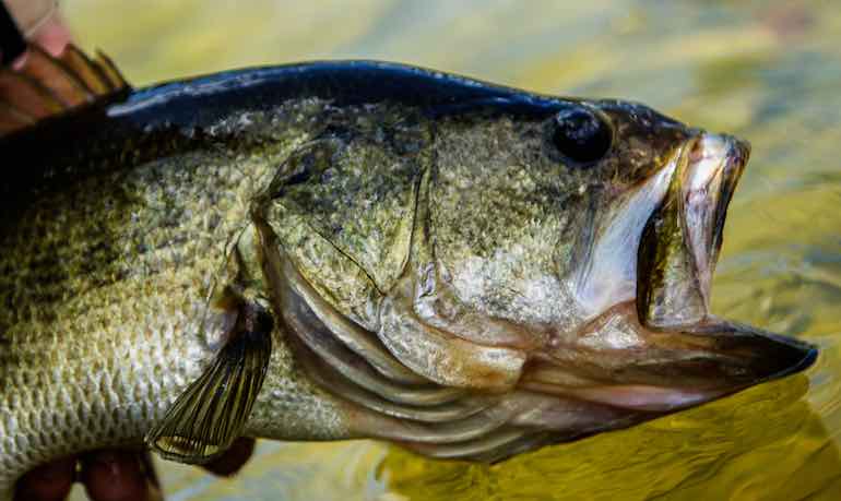 California's Overlooked Bass Fishing