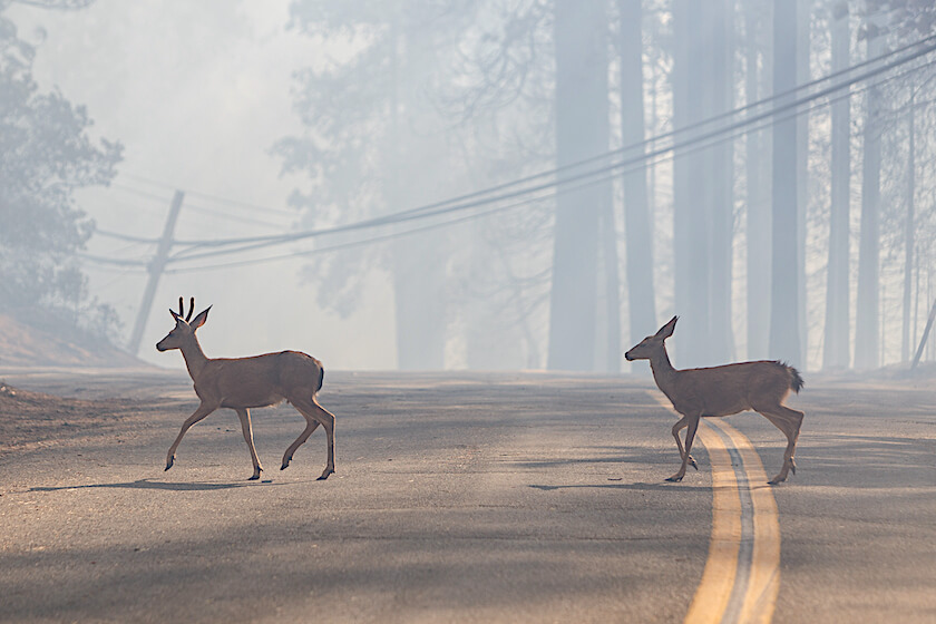 California Wildfires Prompt Shutting of Hunting Lands