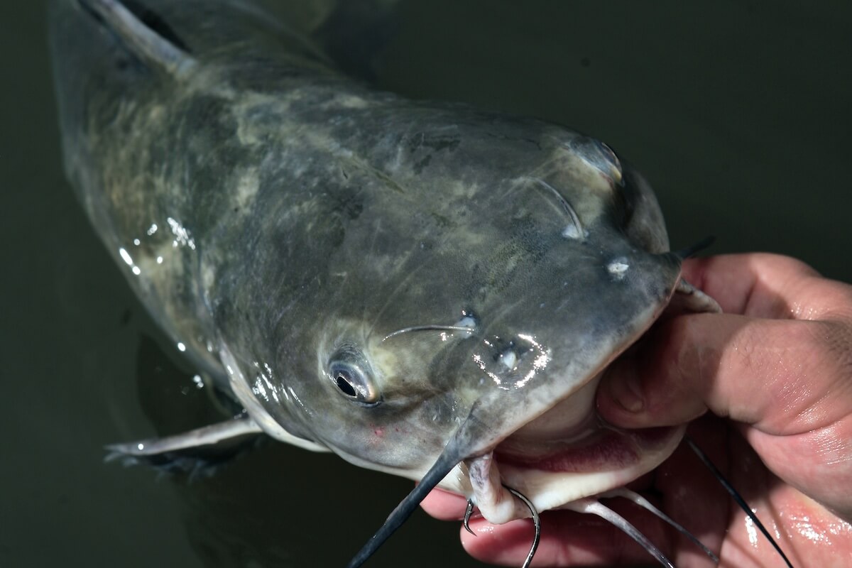 7 Bait Boosts for Summer Channel Catfish