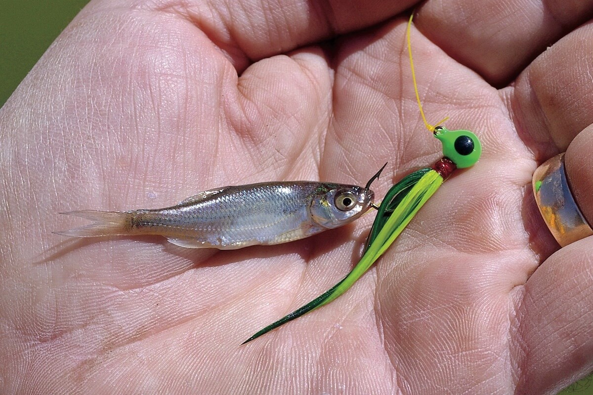 How to get just the right scent for channel catfish baits