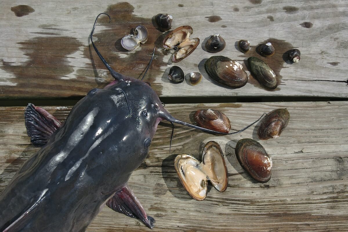 Target Channel Catfish in Wide Range of Waters