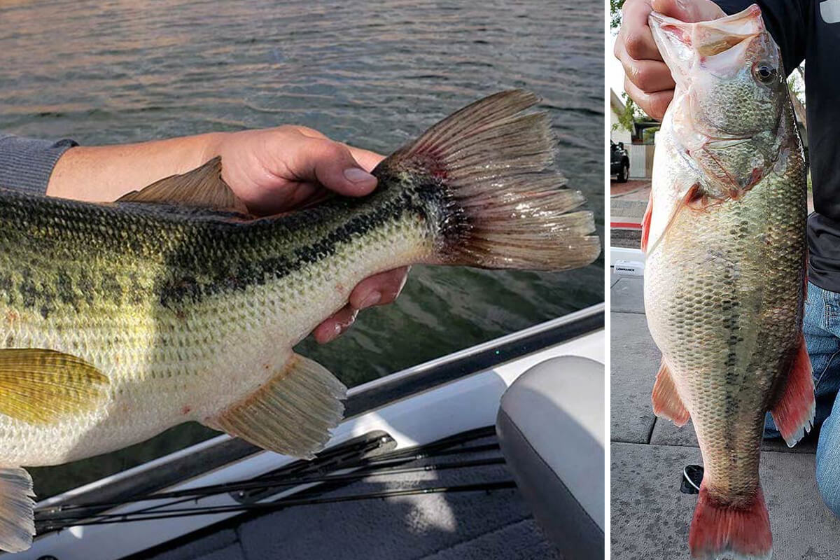 Ohio Fishing Tournament Rocked by Cheating Scandal After Fish Weigh-In