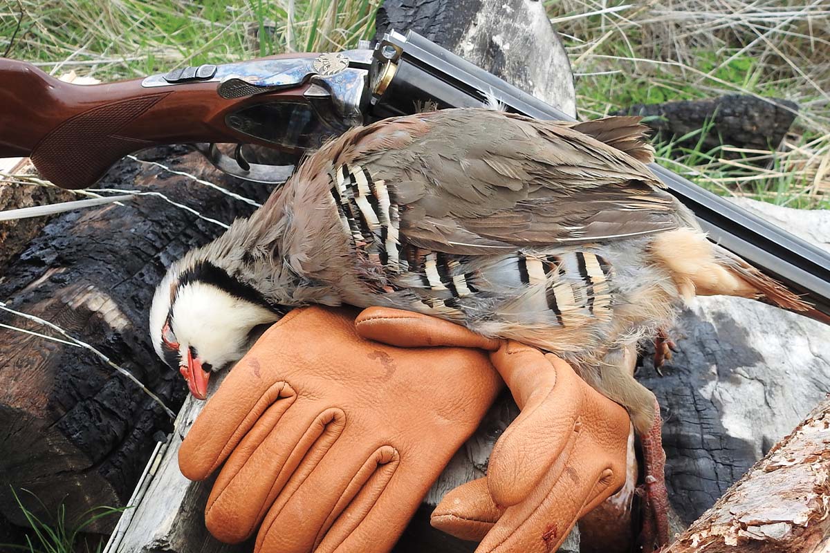 Chukar Hunting Hot Spots for the Ultimate Western Upland Birds