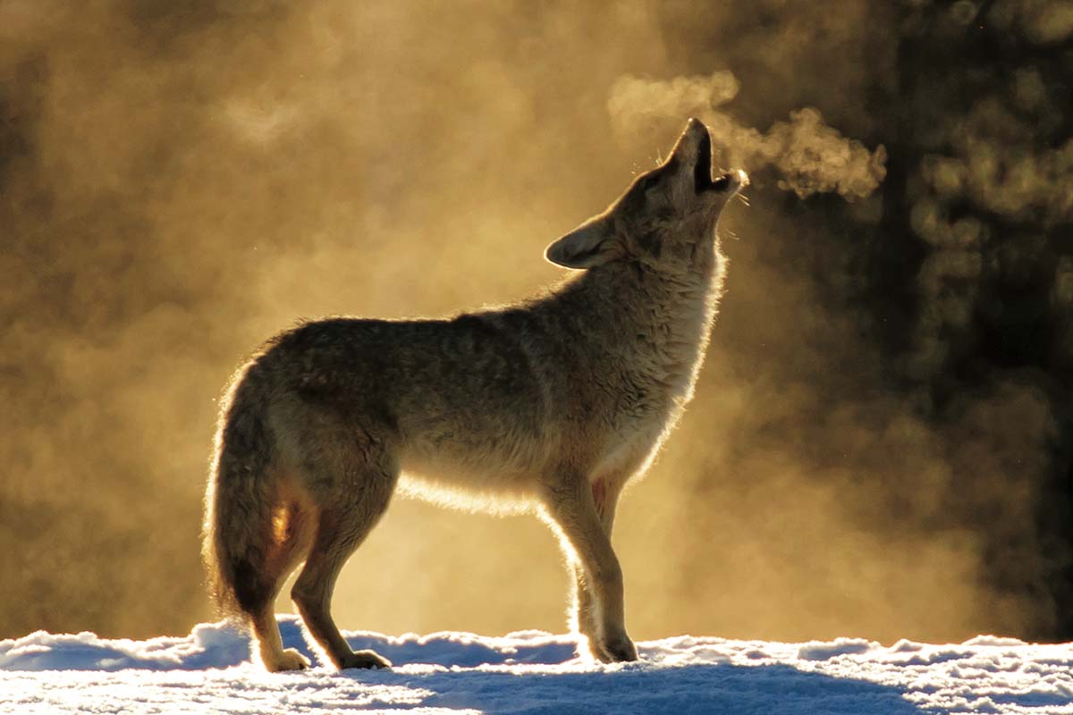 Cunning Coyotes: Surefire Strategies for Better Predator Hunting