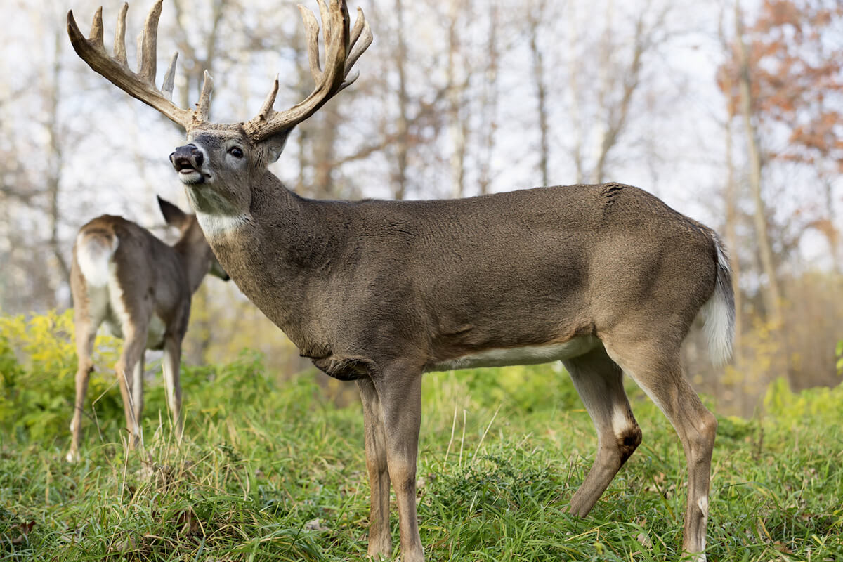 Common Sense About Using Deer Scent During Rut - Game & Fish