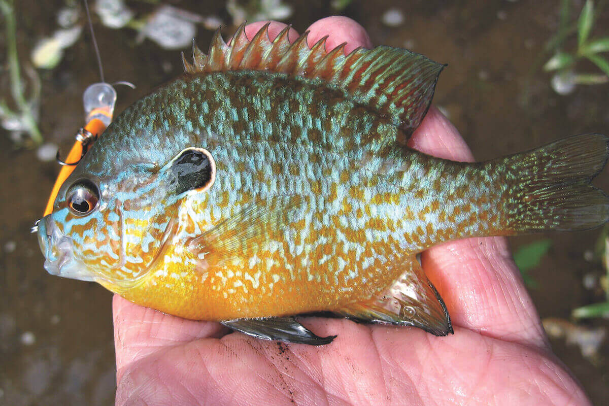 Jump in a Creek for Fast Panfish Action - Game & Fish