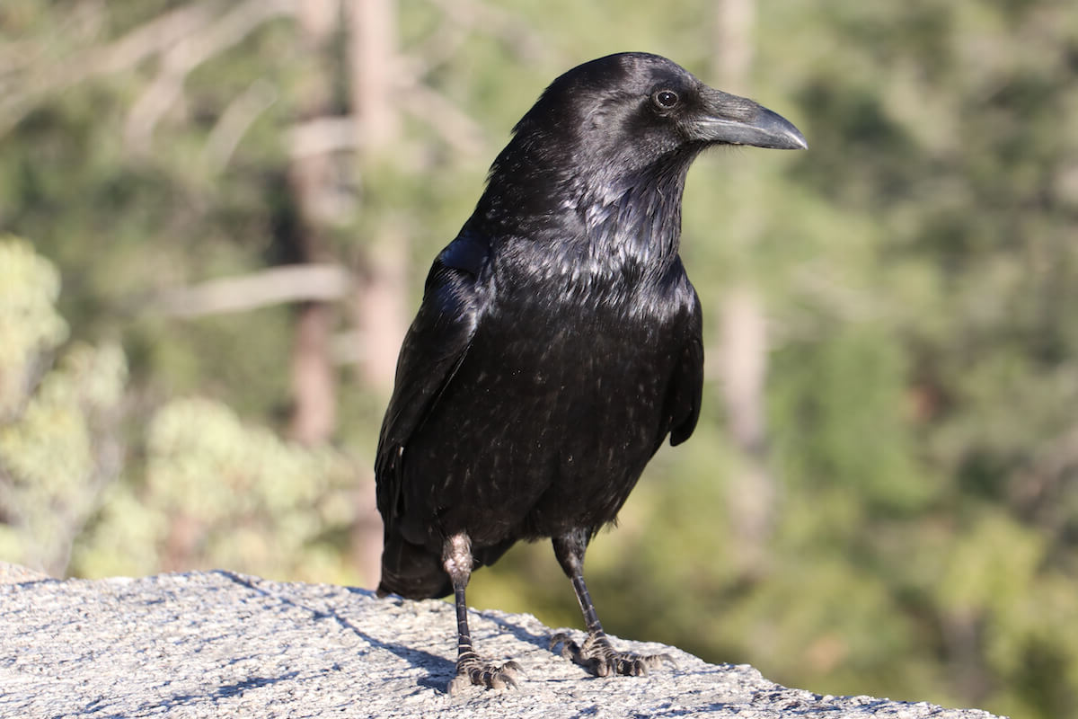 Why Hunt Crows? Ask 'Crowman' About These Black-Winged Bandi