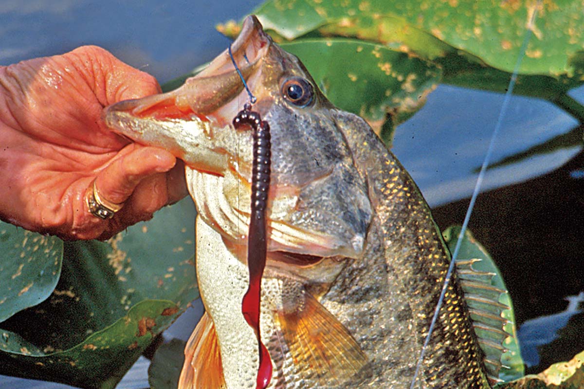 Slow Your Roll: Deadstick Tactics for Lethargic Bass - Game & Fish