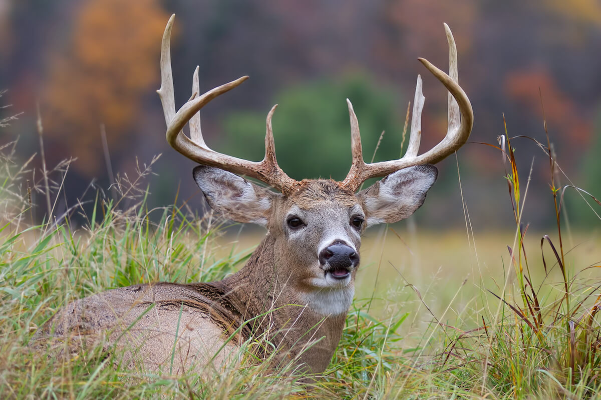 Add Apple Trees to Your Deer Plot to Supercharge Bucks