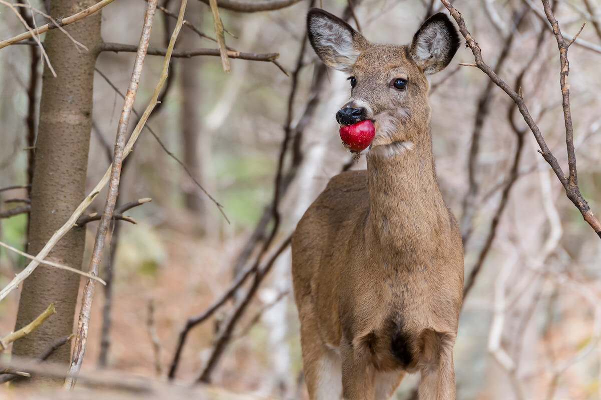 Что едят олени. Ягоды которые едят олени. Фото олень яблоки. Deer eating.