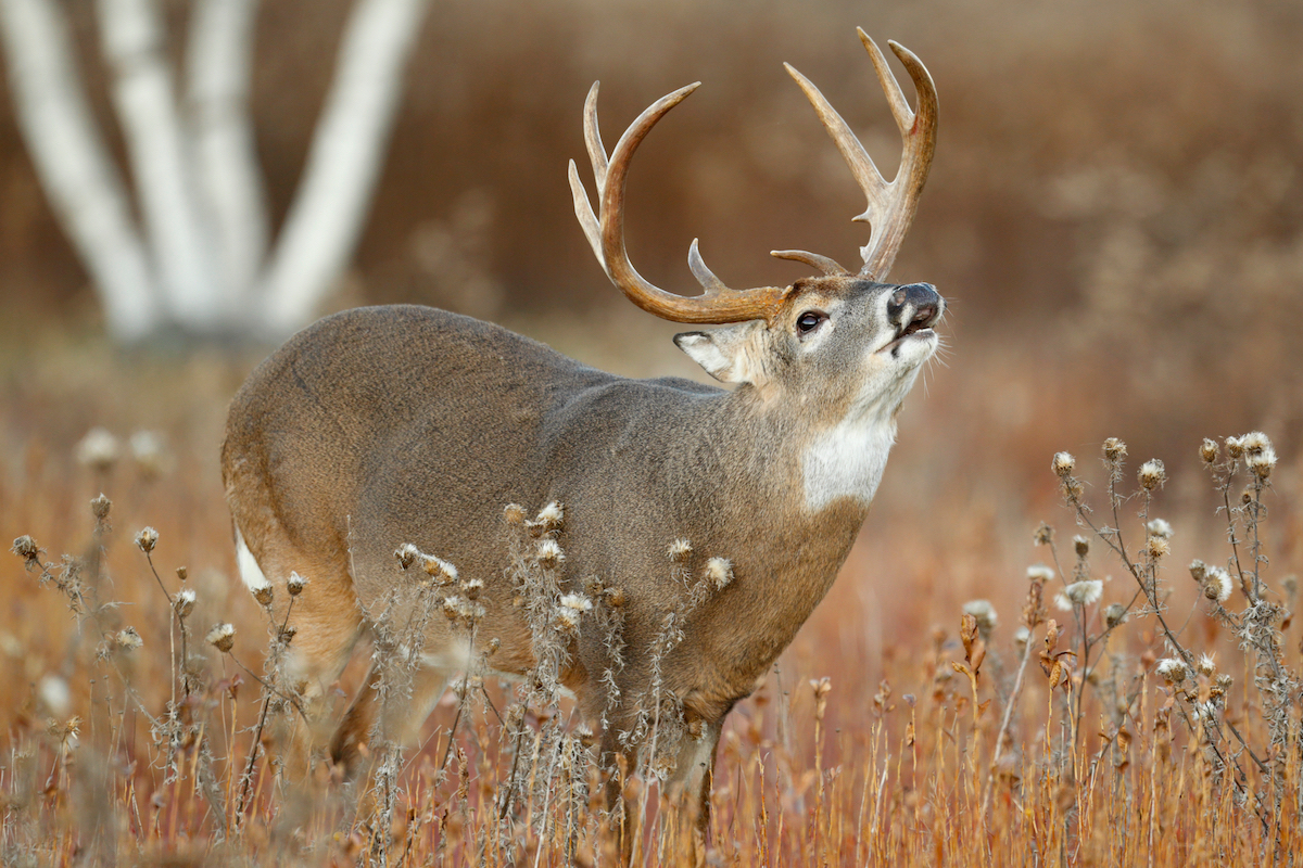 Control Your Rut Destiny this Deer Season