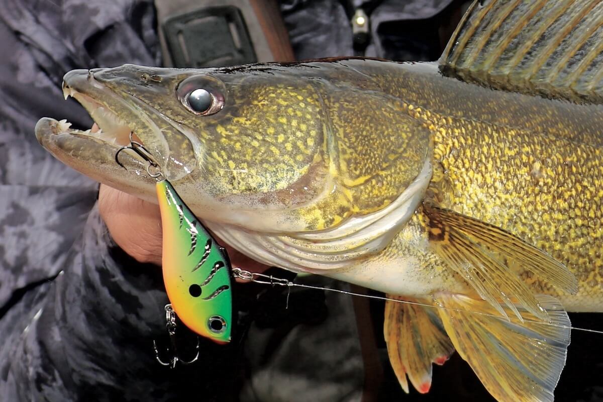 Spring Flings: Early Season Action for Bass, Walleyes, Crappie