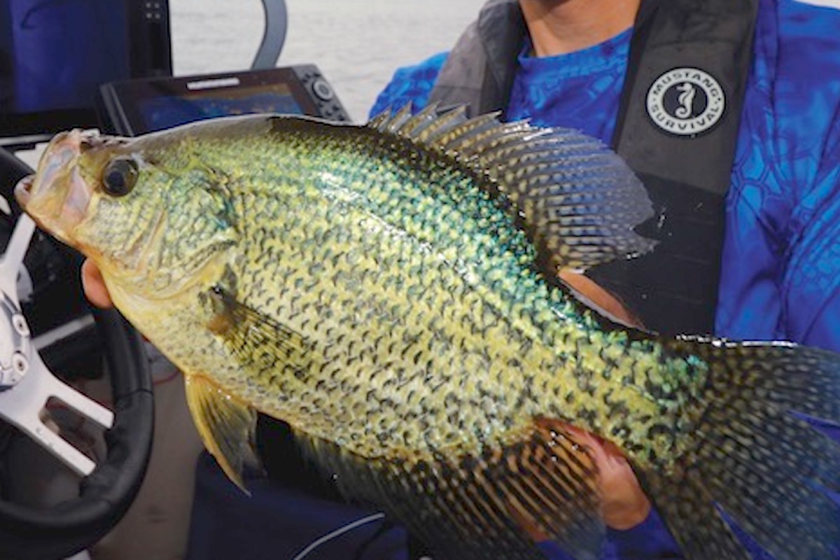 Cattails and Early-Season Crappies!