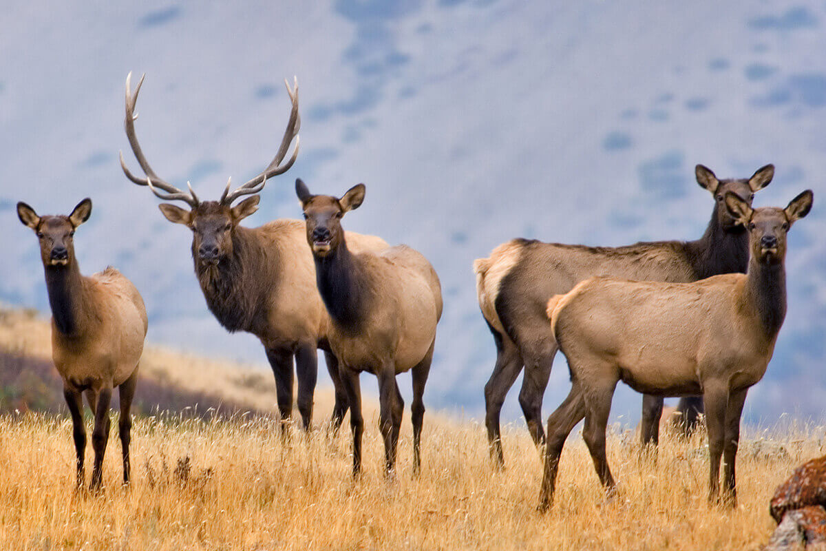 40 Years of Girl Talk Has Revolutionized Elk Hunting