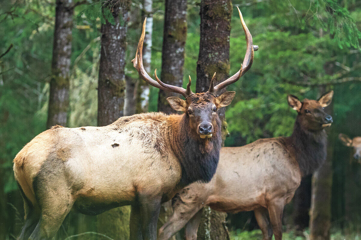 10 Tips to Tag a Bull Elk in September