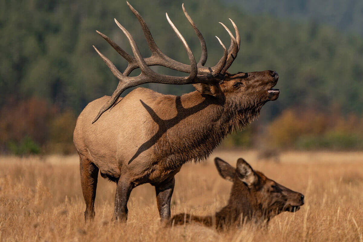 12 Hard Truths About Elk Hunting in the West