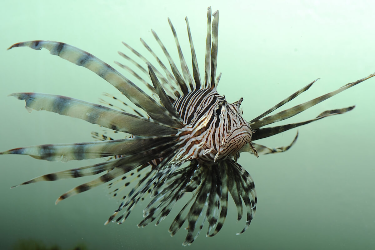 Florida Lionfish Challenge Removes 21K Invasive Species