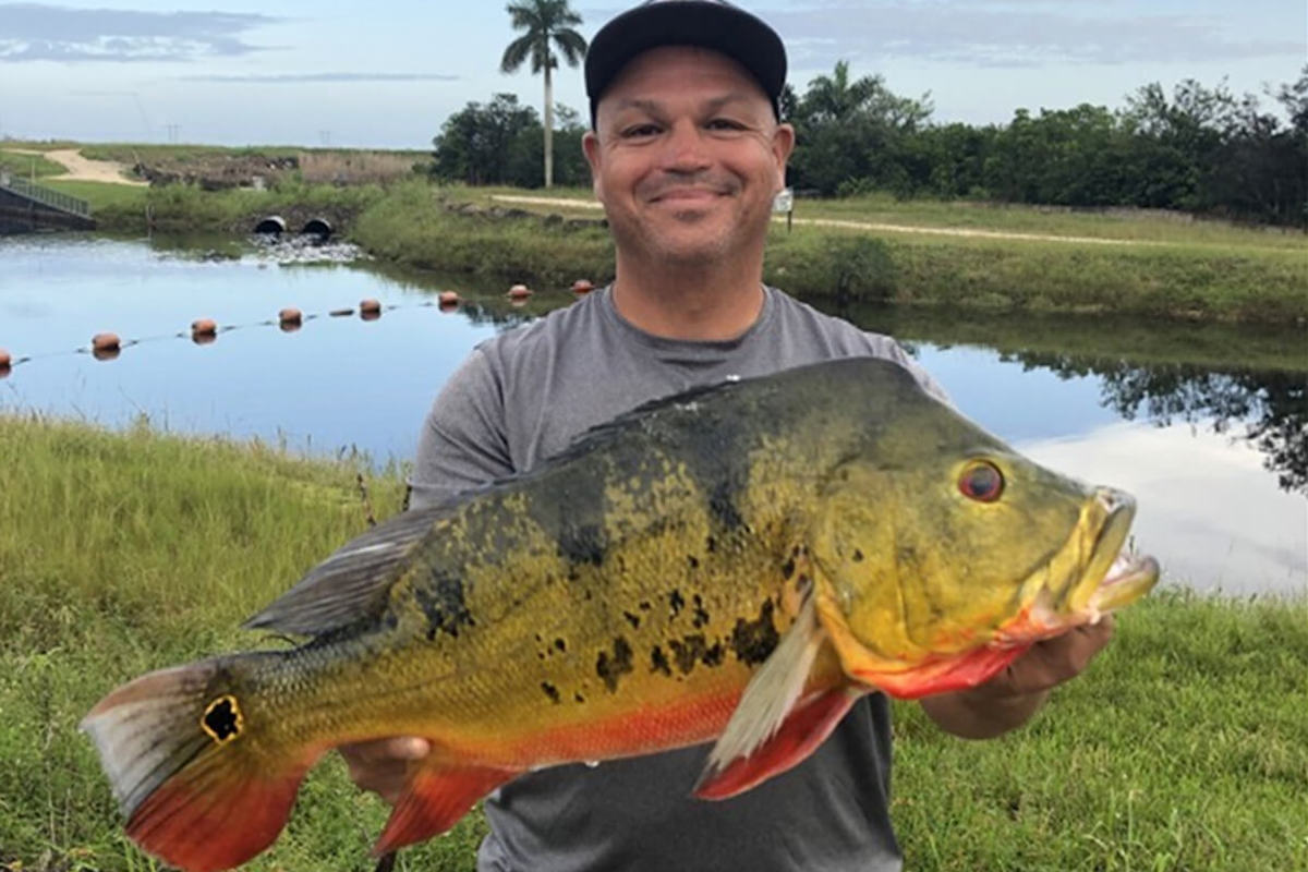 Florida Man Breaks Butterfly Peacock Bass Record by a Fraction