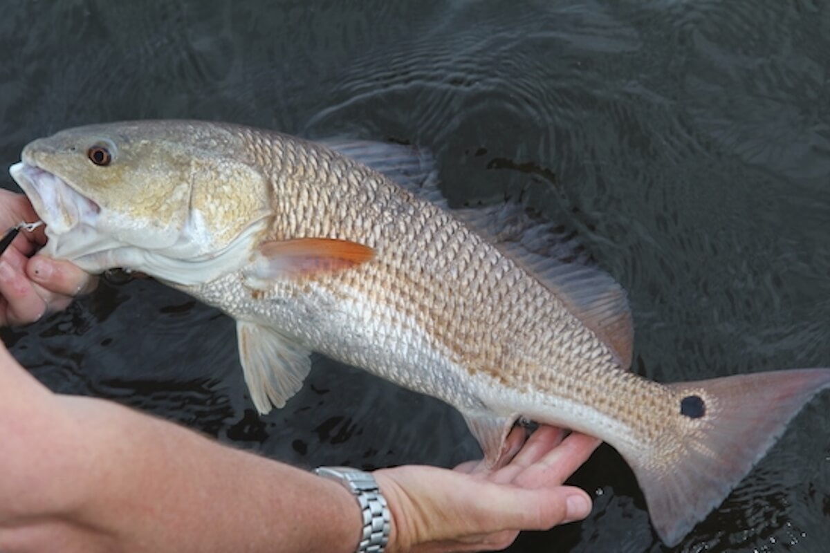 Redfish, Black Crappie Rule Changes Proposed in Florida