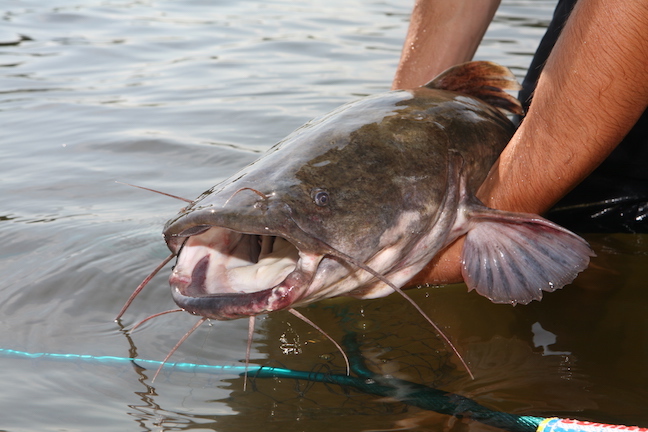 Catching Catfish - Destinations, Live Bait, Records & Tips P - Game & Fish