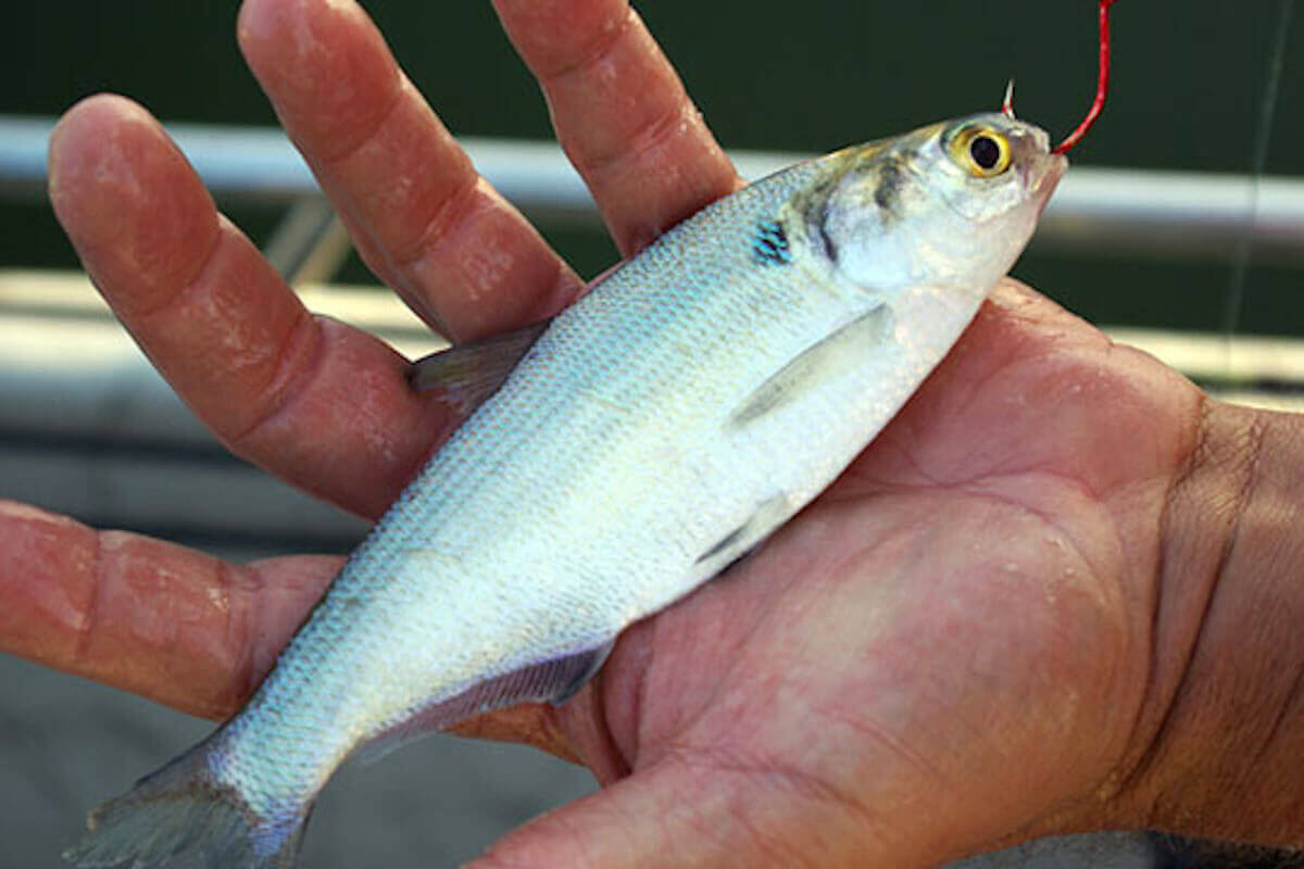 flathead catfish bait