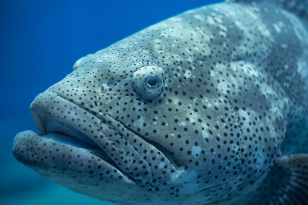 Florida Considers Limited Harvest of Goliath Grouper