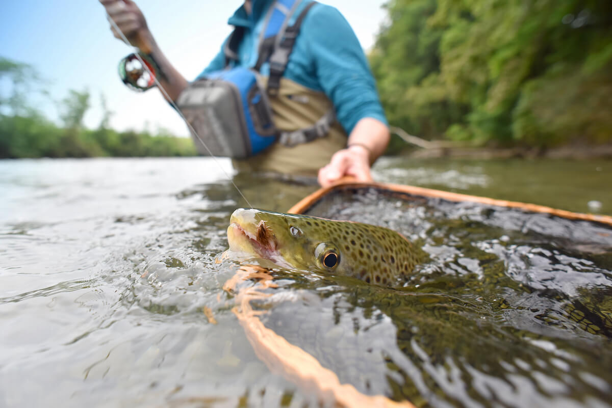 Fly Fishing 201: Next-Level Tips to Become a Better Angler