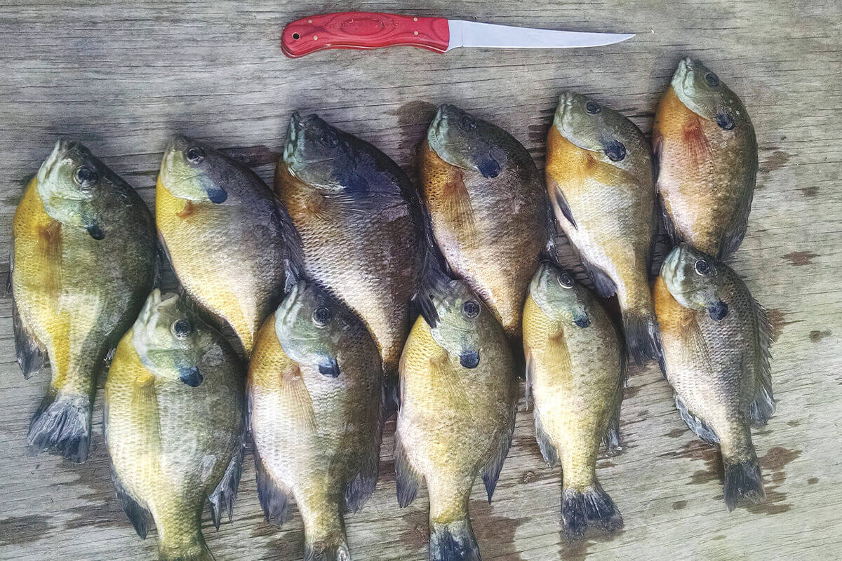 It's Not Too Late for Red-Hot Bluegill Fishing